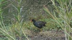 Gallinula galeata