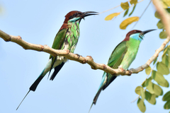 Blue-Throated Bee-Eater photo 2