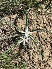 Leucocrinum montanum