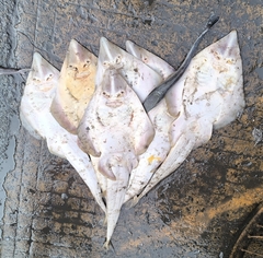 Smoothback Guitarfish photo 4