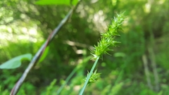 Carex laevivaginata