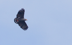 Helicolestes hamatus