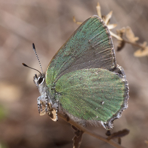 Sheridan's Hairstreak photo 3