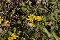 Halerpestes cymbalaria