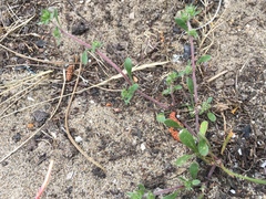 Chorizanthe cuspidata cuspidata