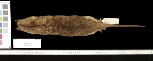 Woodlark Cuscus (Phalanger lullulae) — Endangered Mammalia