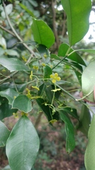 Euonymus nitidus