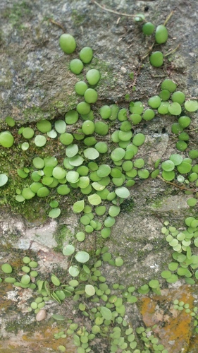 Lemmaphyllum microphyllum iNat (1)