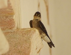 Stelgidopteryx serripennis ridgwayi