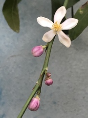 Citrus × latifolia