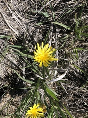 Nothocalais cuspidata