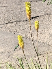 Cynanthus latirostris