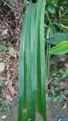 Pandanus austrosinensis