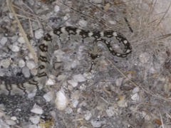 Crotalus ornatus