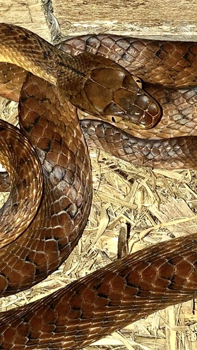 Brown Tree Snake sighting