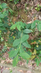 Wikstroemia nutans