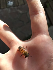 Apis mellifera