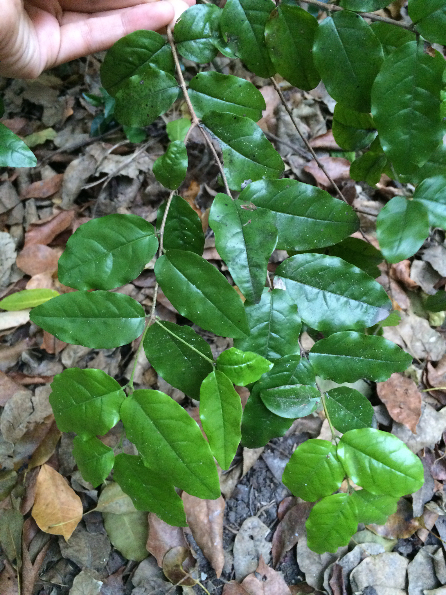Krugiodendron
