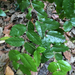 Krugiodendron ferreum - Photo (c) Lydia Cuni,  זכויות יוצרים חלקיות (CC BY-NC-ND), הועלה על ידי Lydia Cuni