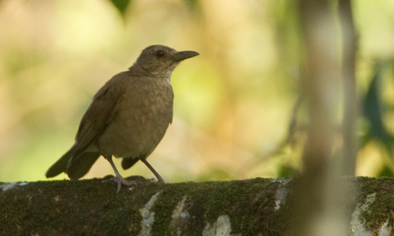 Campina Thrush illustration