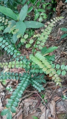 Zanthoxylum scandens