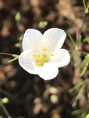 Leptosiphon liniflorus