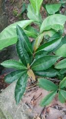 Ardisia crenata