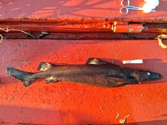 Longnose Velvet Dogfish photo 4