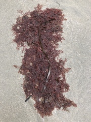 Odonthalia floccosa