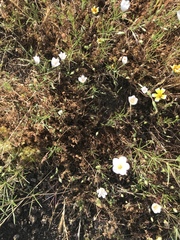 Leptosiphon liniflorus