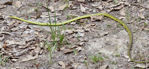 Common Tree Snake sighting