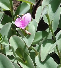 Tradescantia brevifolia