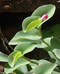 Tradescantia brevifolia