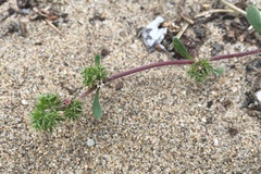 Chorizanthe cuspidata cuspidata