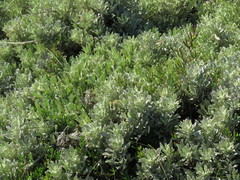 Arctotis stoechadifolia