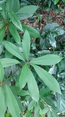 Machilus chekiangensis