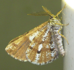 Bupalus piniaria