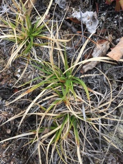 Carex concinna
