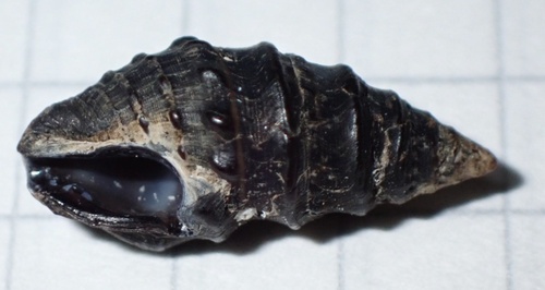 Pilsbryspira aterrima observed 2024-04-10