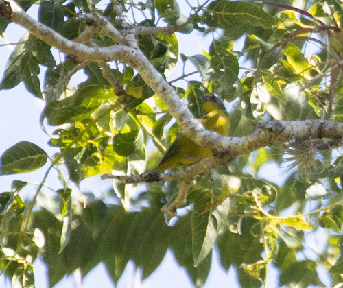 Puerto Rican Euphonia (Chlorophonia sclateri), photo 9