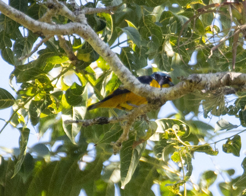 Puerto Rican Euphonia (Chlorophonia sclateri), photo 8