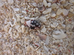 Pictocolumbella ocellata