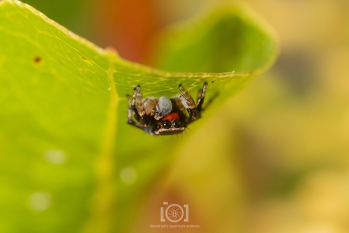 Habronattus decorus photo 5