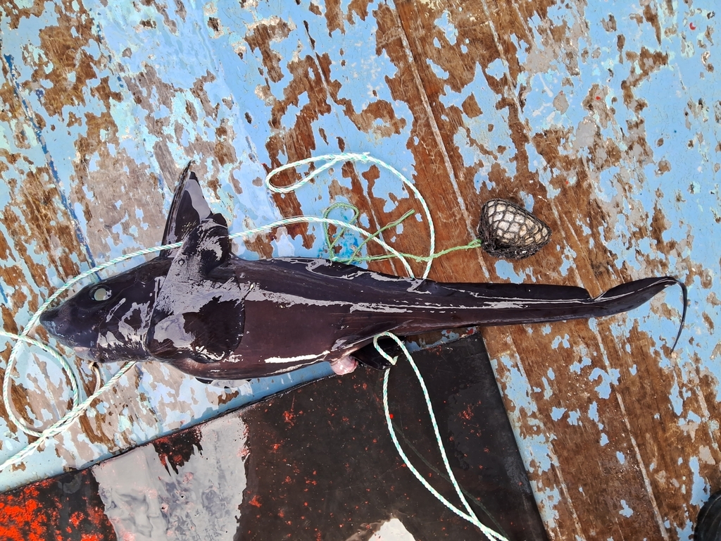 Eastern Pacific Ghostshark