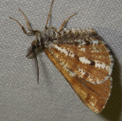 Bupalus piniaria