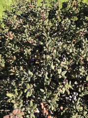 Quercus durata durata