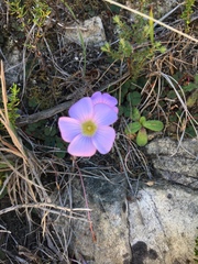 Oxalis commutata