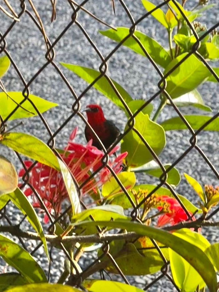 Samoan Myzomela