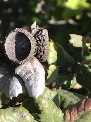 Quercus durata durata