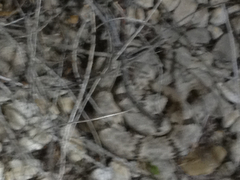 Crotalus lepidus